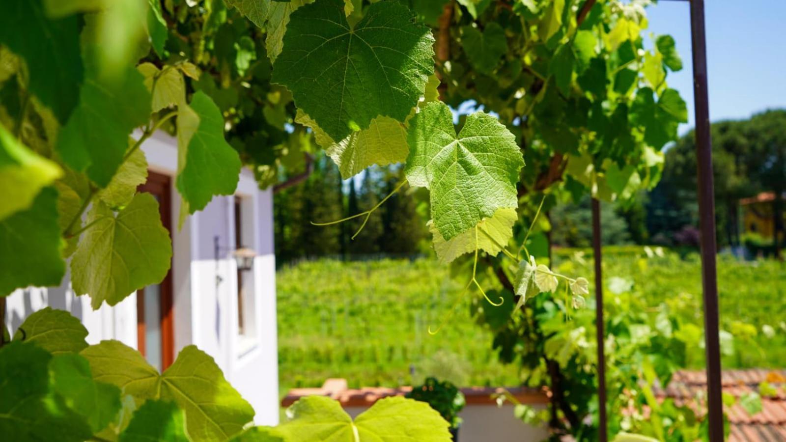 カパンノリ Wine House Bed & Breakfast エクステリア 写真